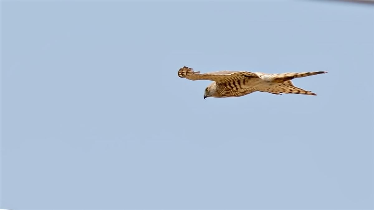 Şikra