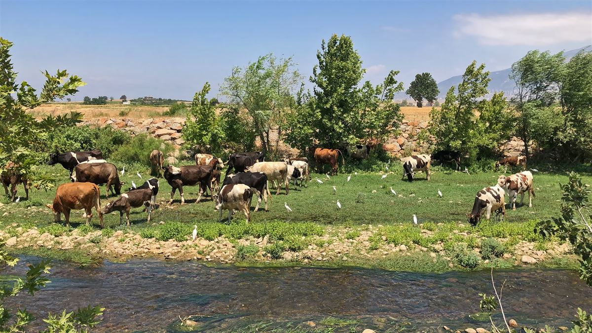 Sığır Balıkçılı