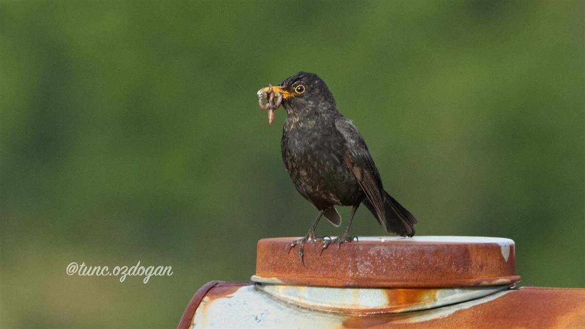 Karatavuk