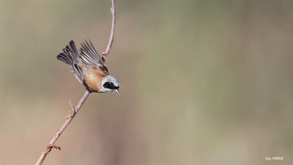 Eurasian Penduline Tit