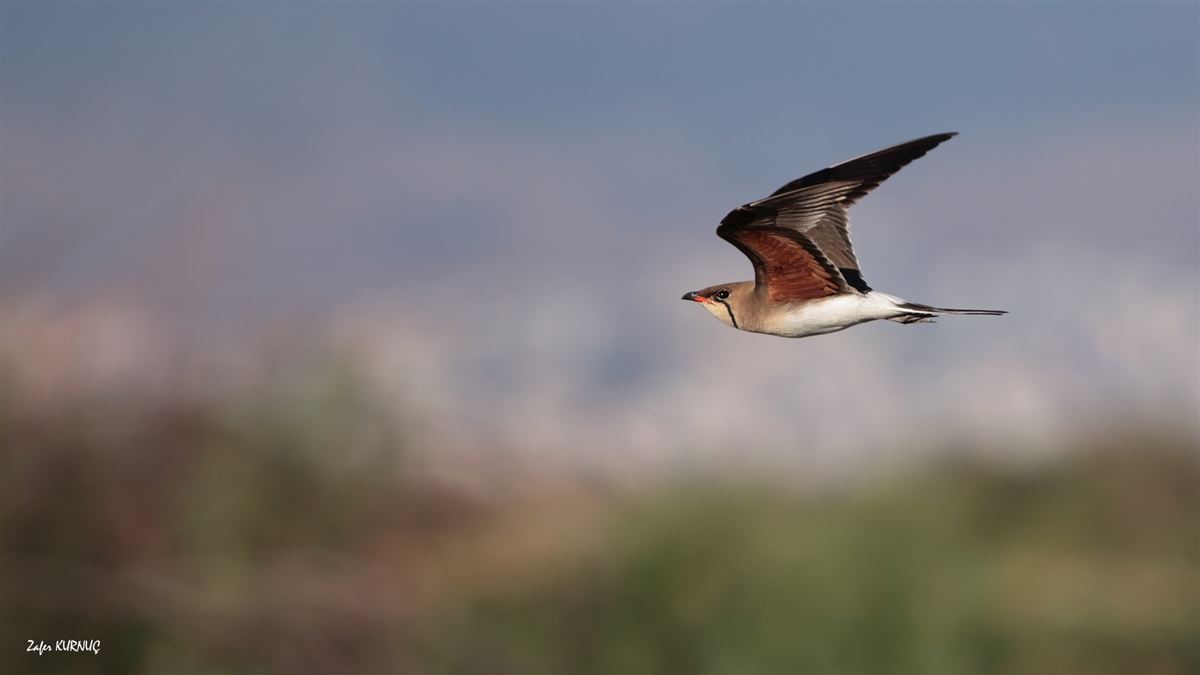 Bataklıkkırlangıcı