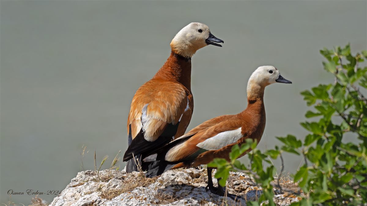 Angıt
