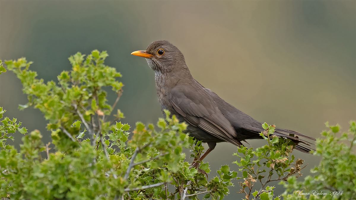 Karatavuk