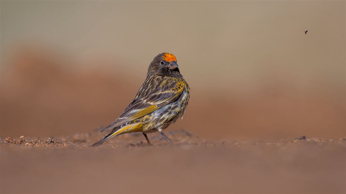 Kara İskete