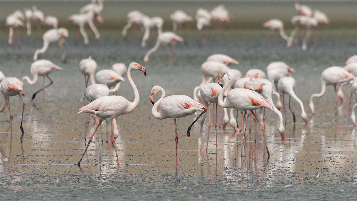 Flamingo