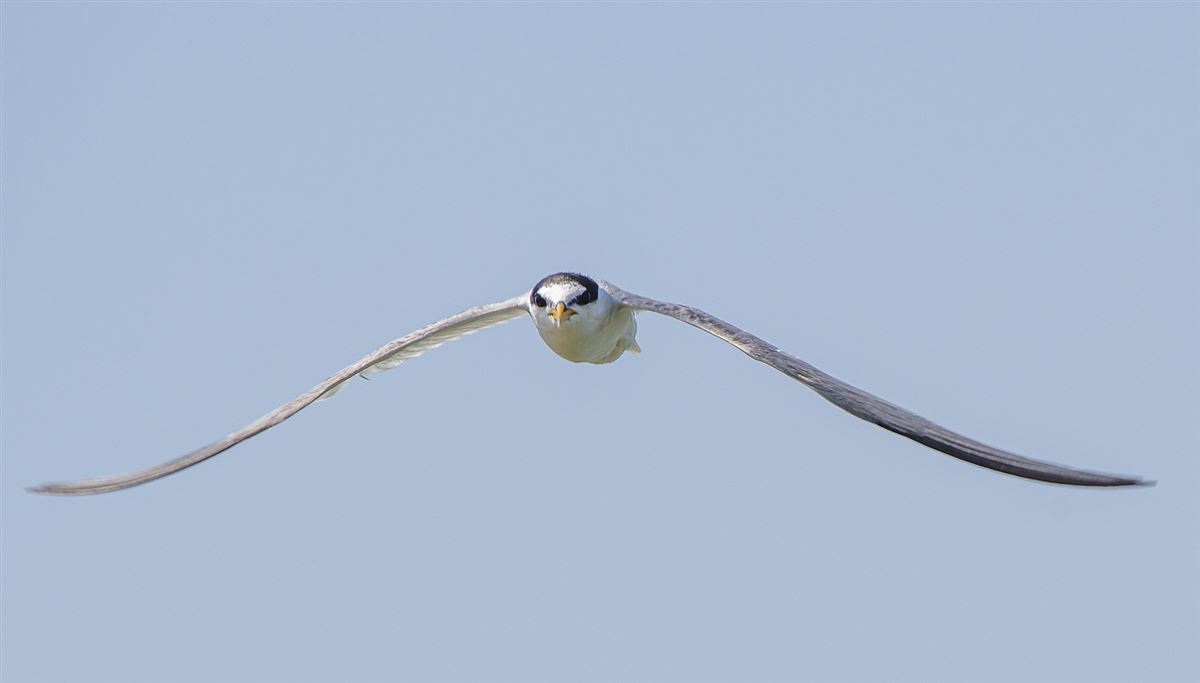 Küçük Sumru