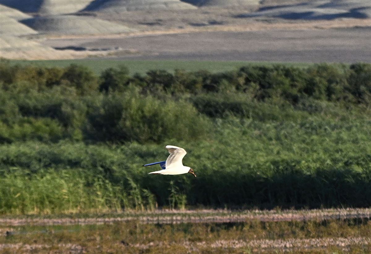 Karabaş Martı