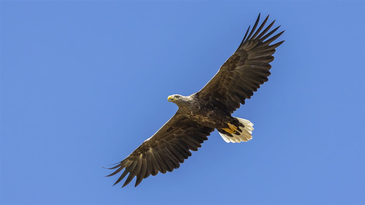 Akkuyruklu Kartal