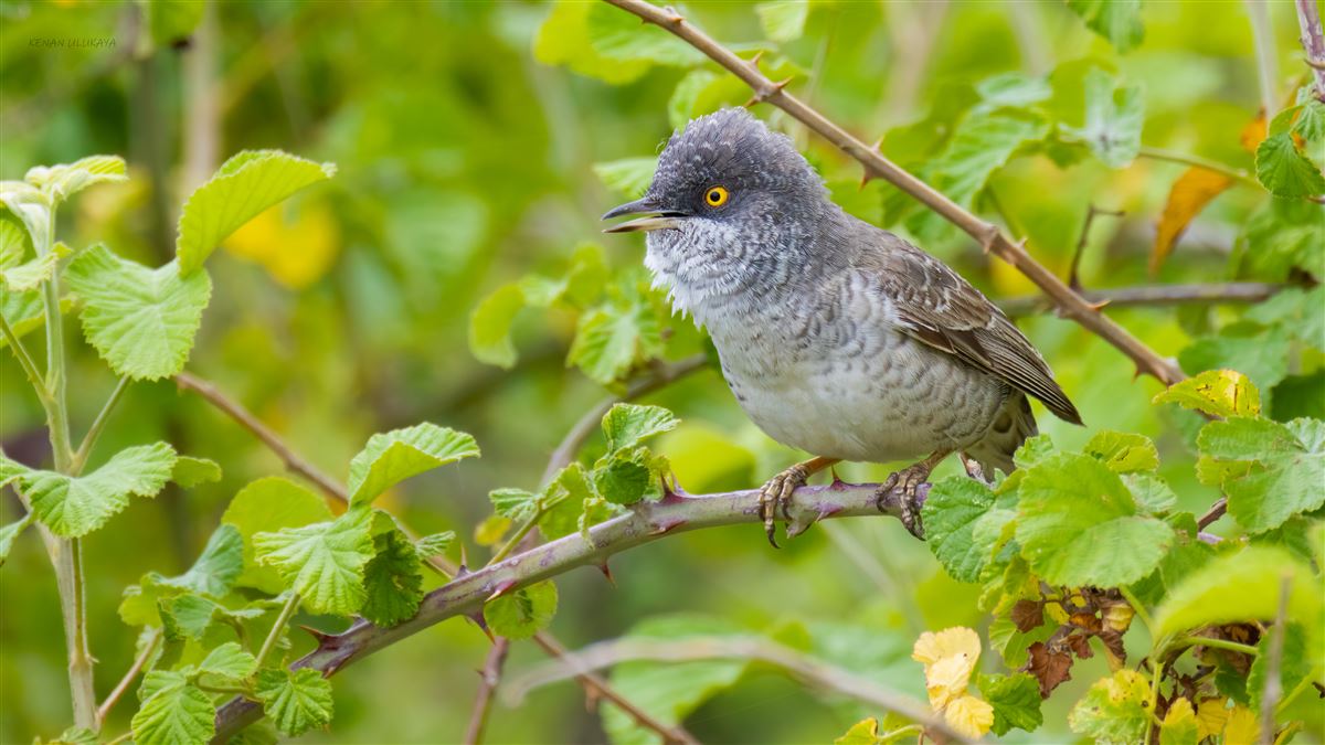 Çizgili Ötleğen