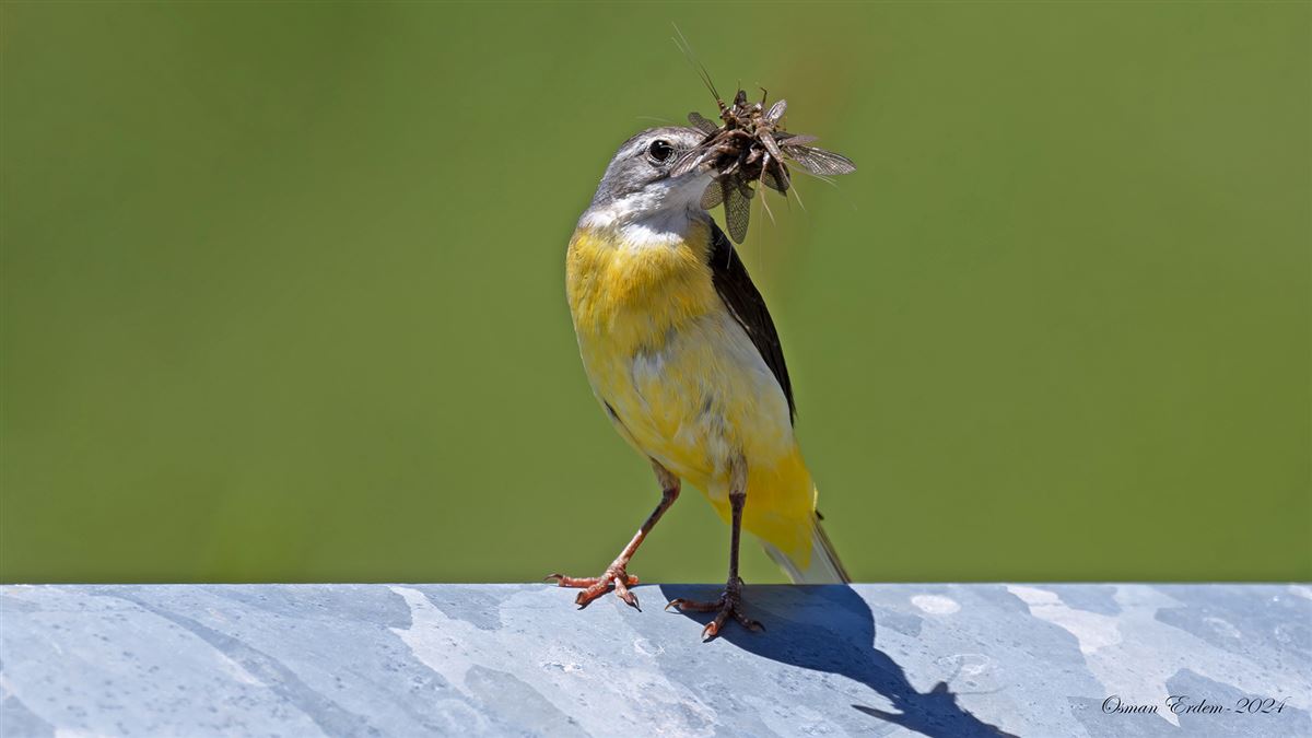Grey Wagtail