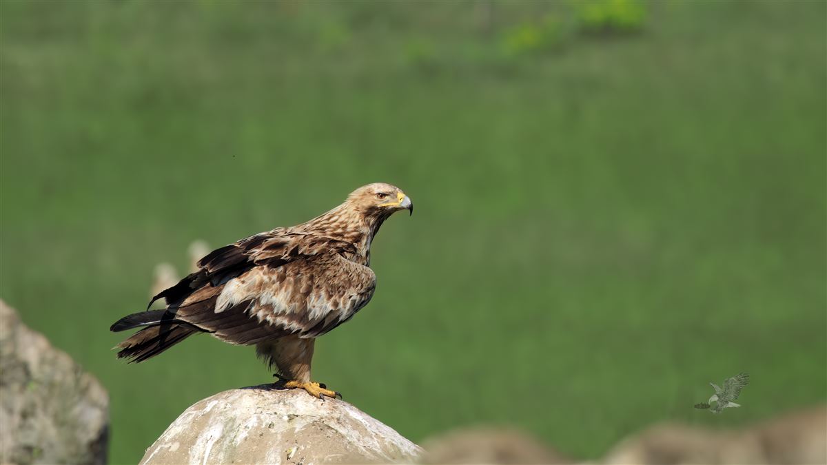 Şah Kartal