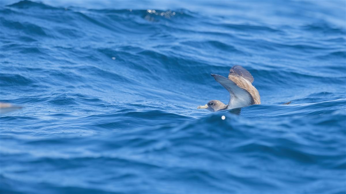 Scopoli`s Shearwater