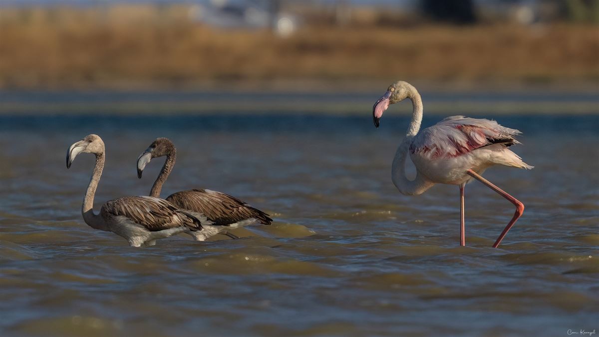 Flamingo