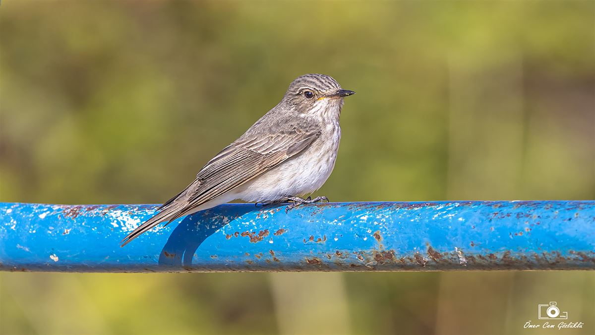 Benekli Sinekkapan