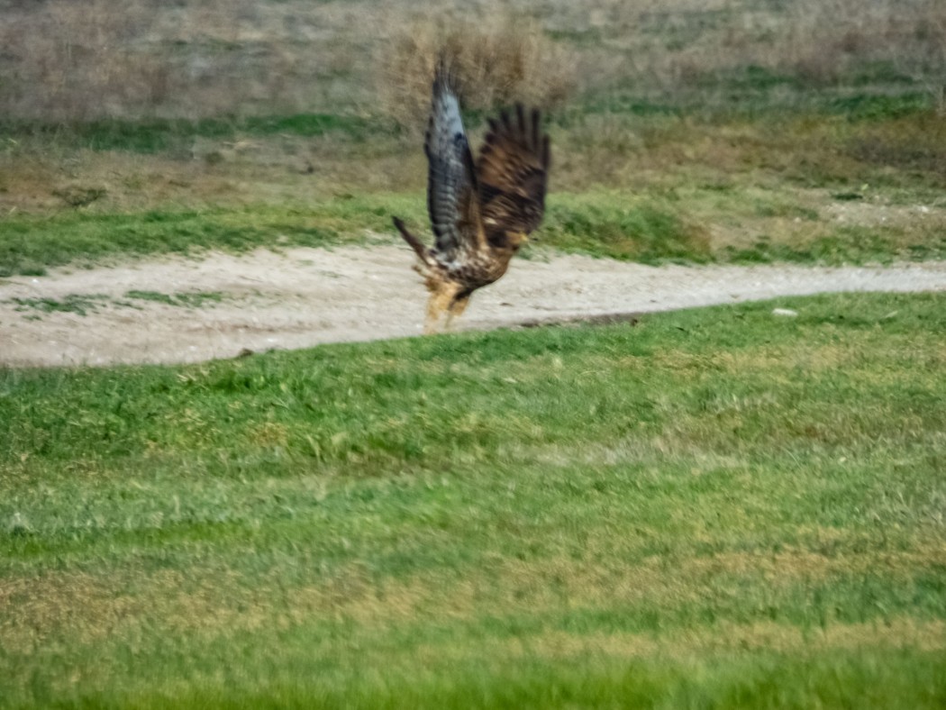 European Honey Buzzard