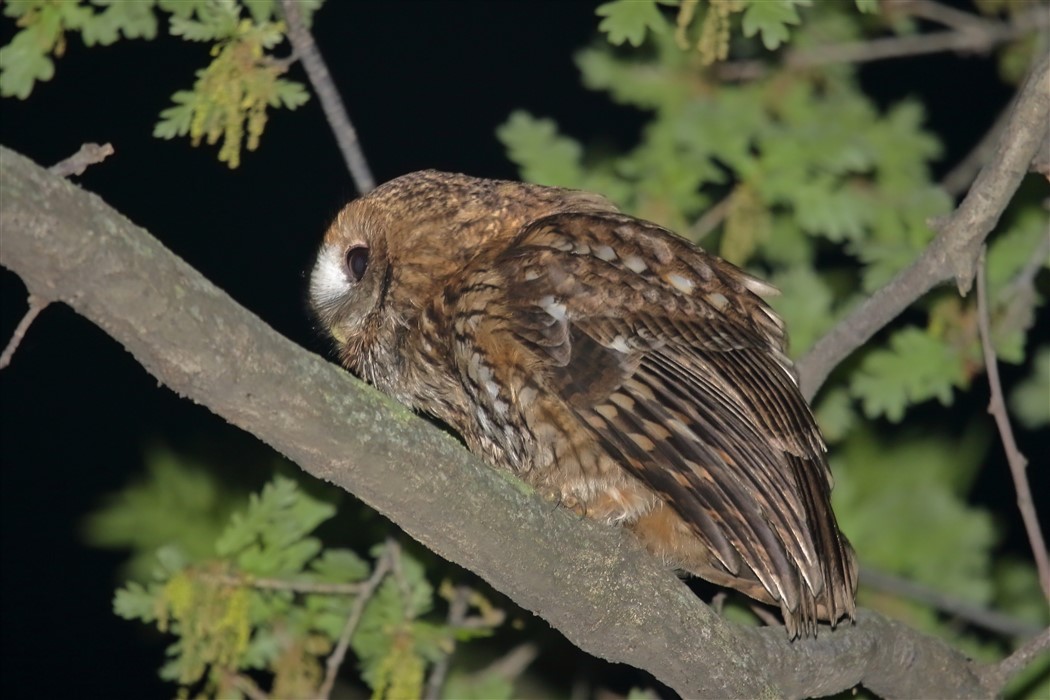 Tawny Owl