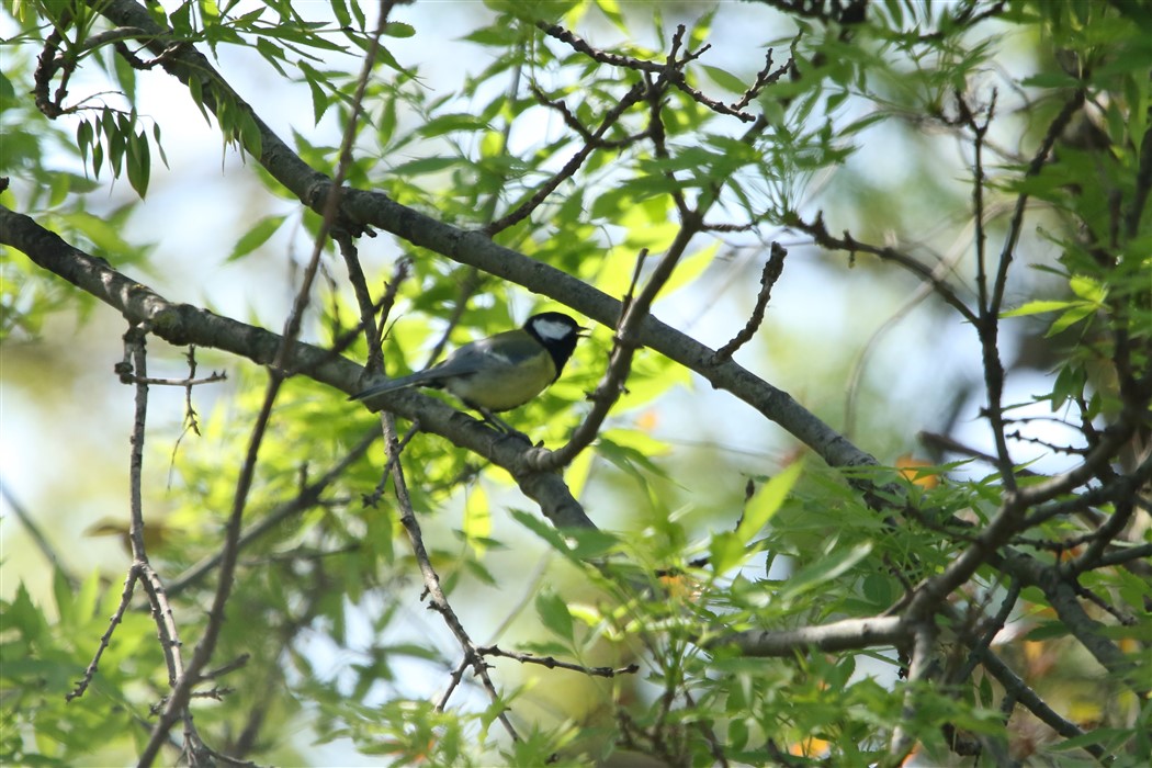 Büyük Baştankara