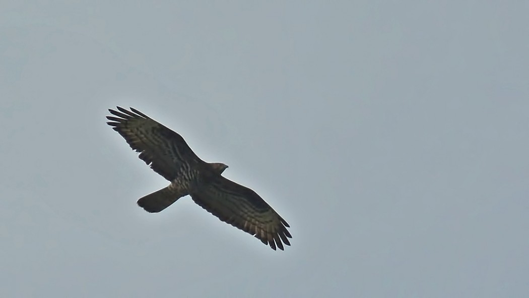 European Honey Buzzard