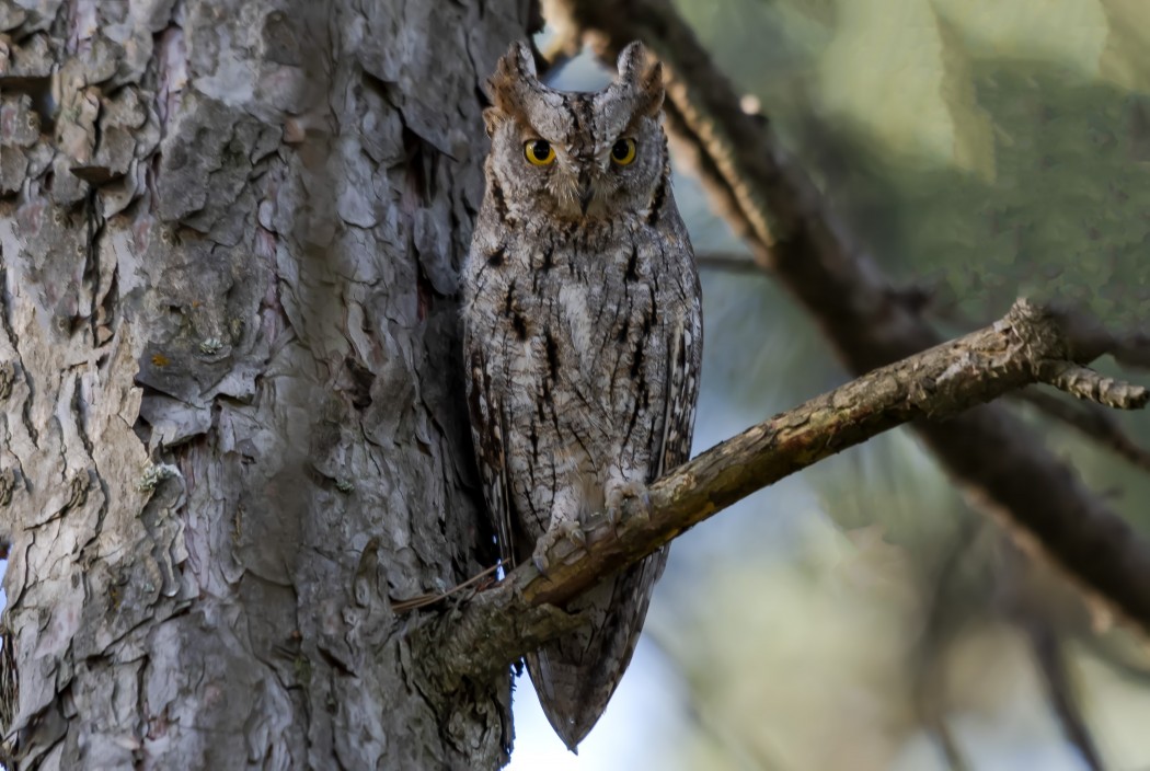 Eurasian Scops Owl