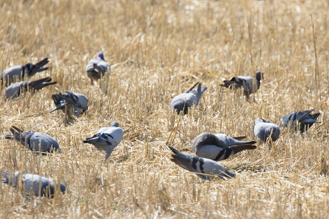 Rock Dove