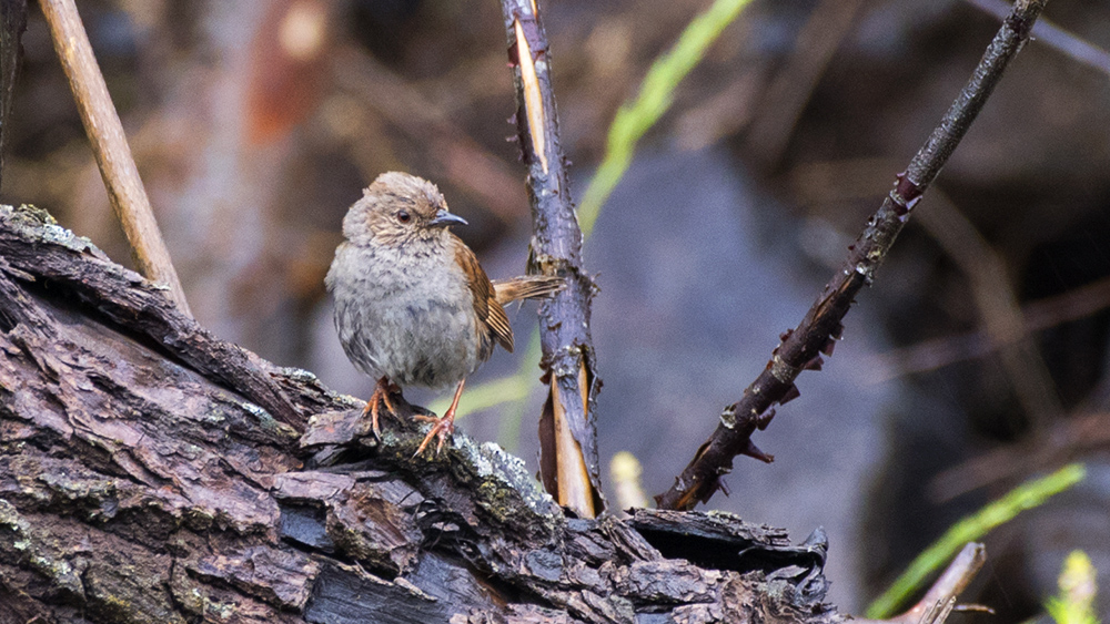 Dunnock