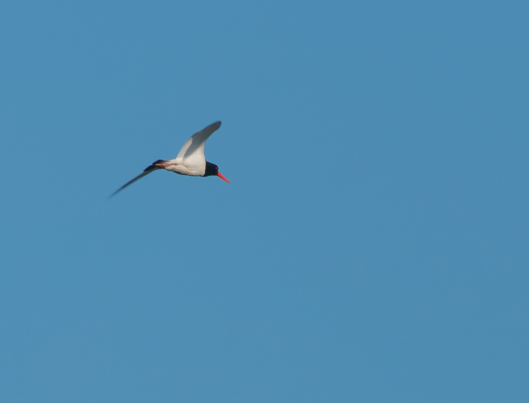 Eurasian Oystercatcher