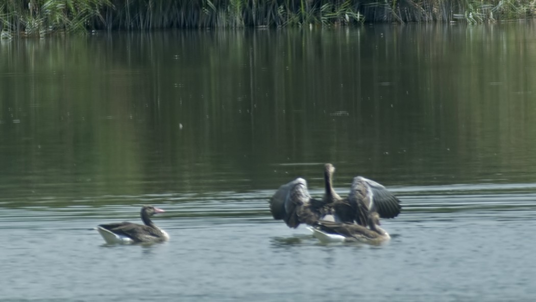 Greylag Goose