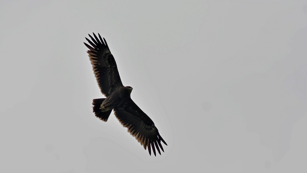 Greater Spotted Eagle