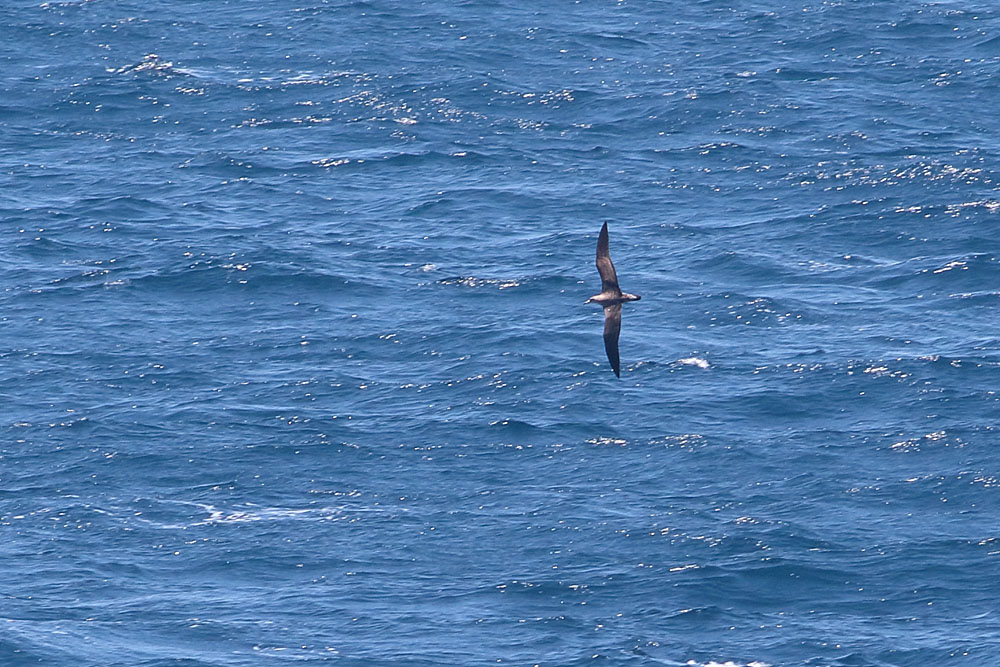 Scopoli`s Shearwater