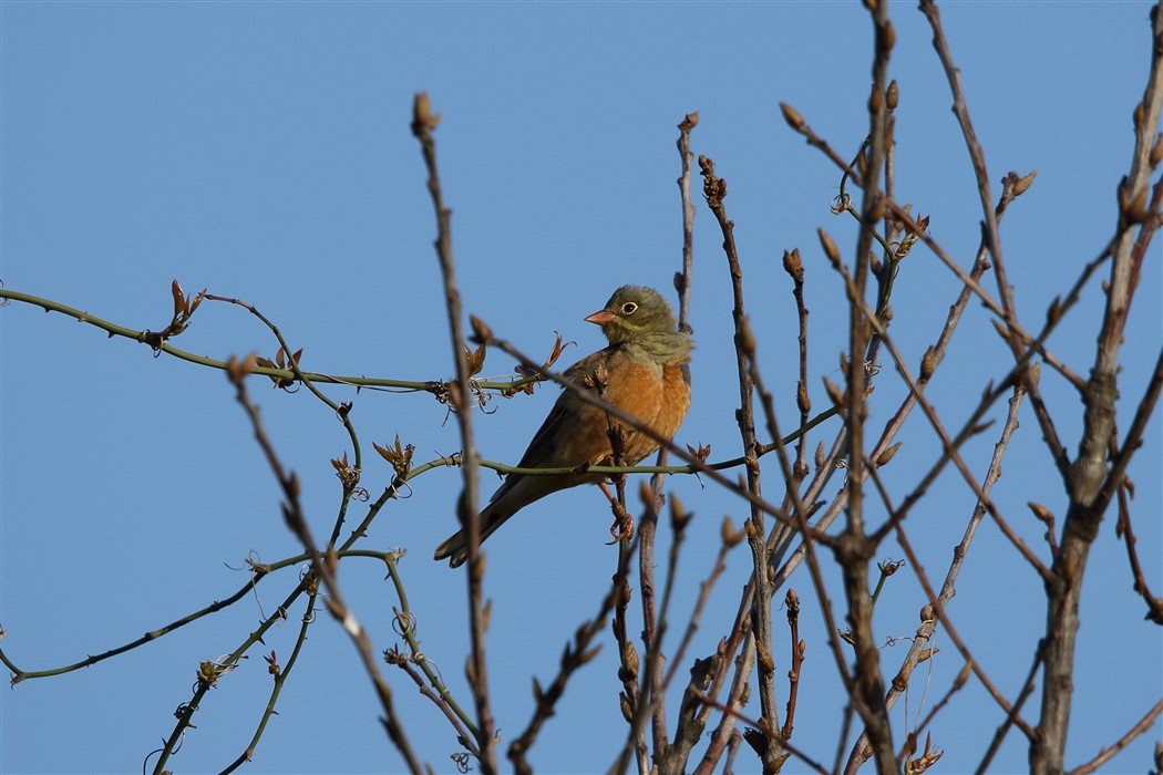 Ortolan Bunting