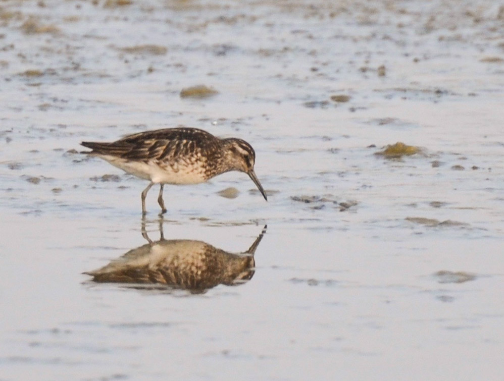 Broad-billed Sandpiper