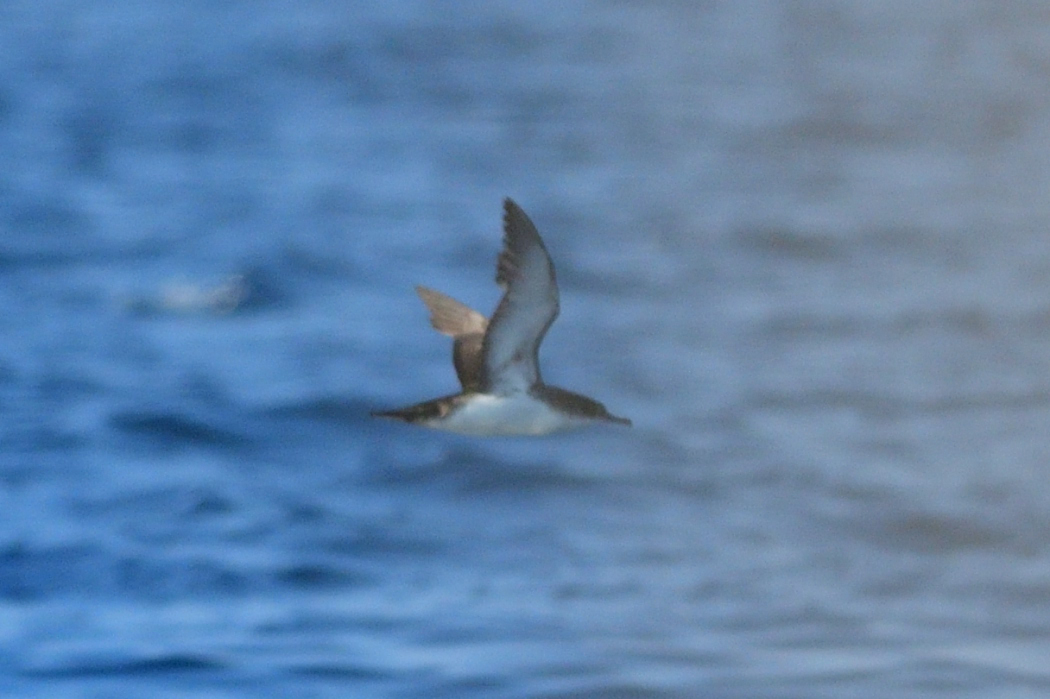 Yelkouan Shearwater