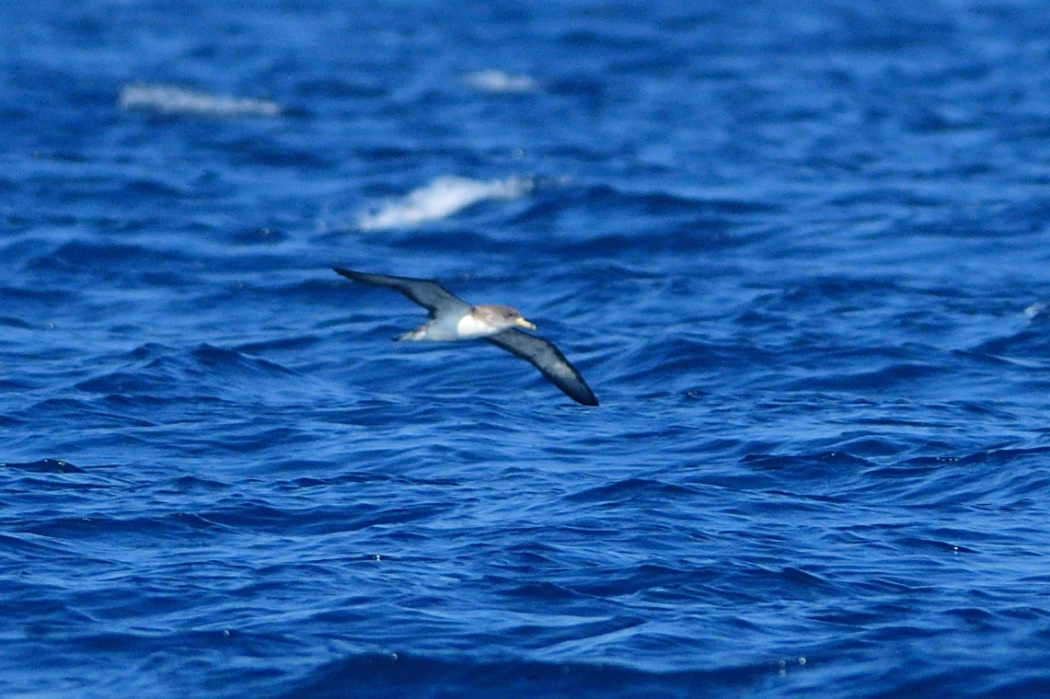 Scopoli`s Shearwater