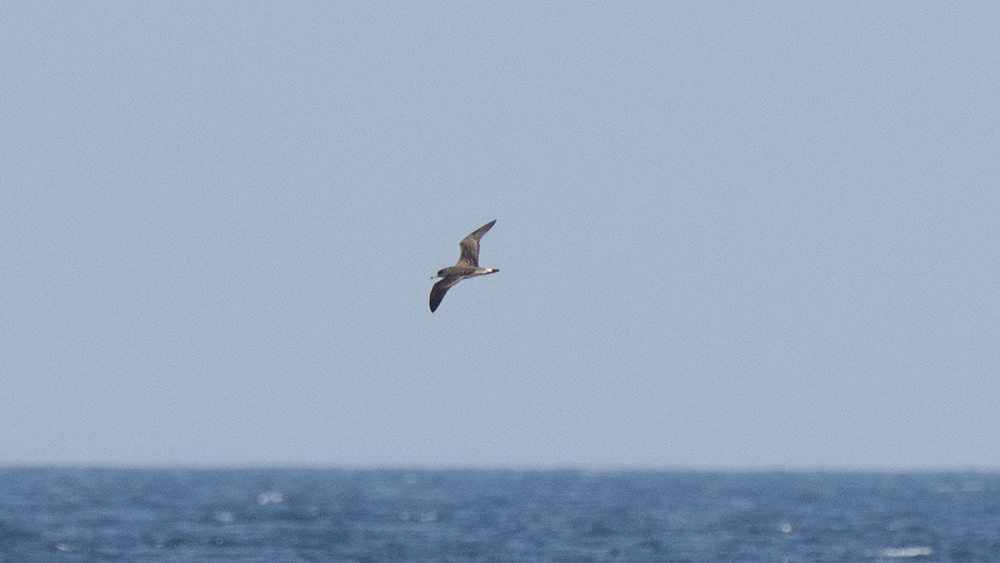 Scopoli`s Shearwater