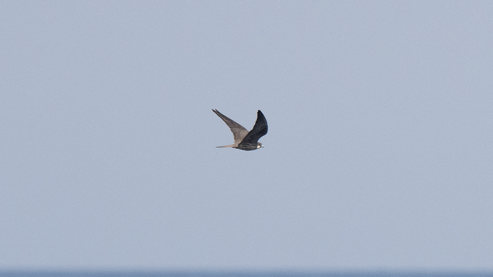 Eleonora`s Falcon
