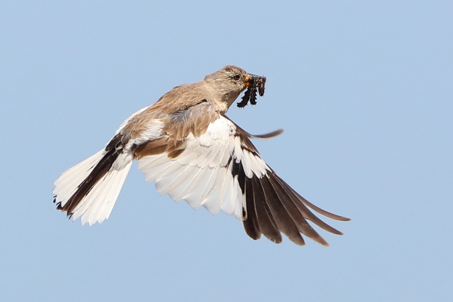 White-winged Snowfinch