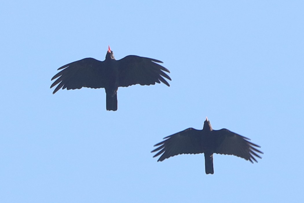 Red-billed Chough