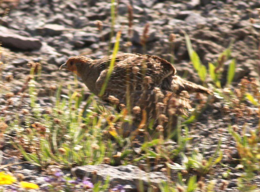 Grey Partridge