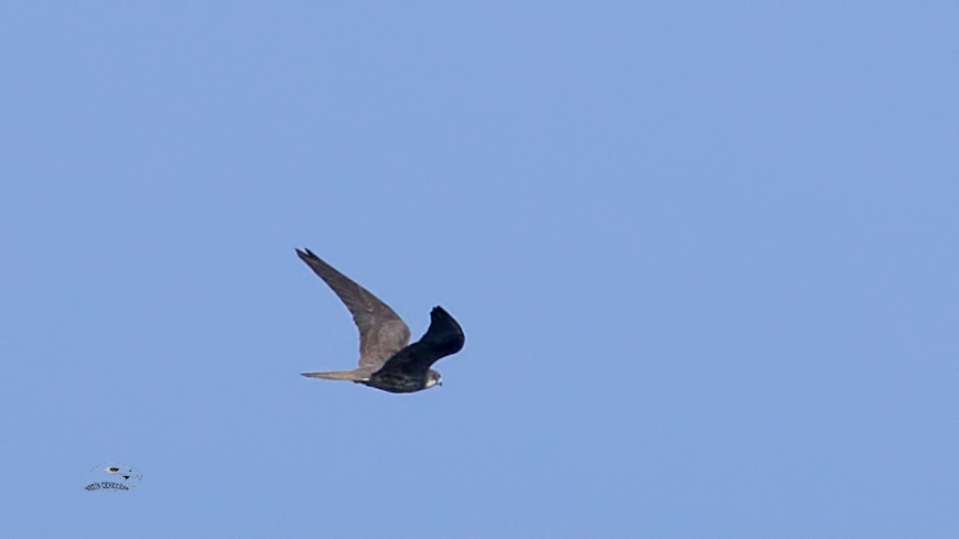 Eleonora`s Falcon