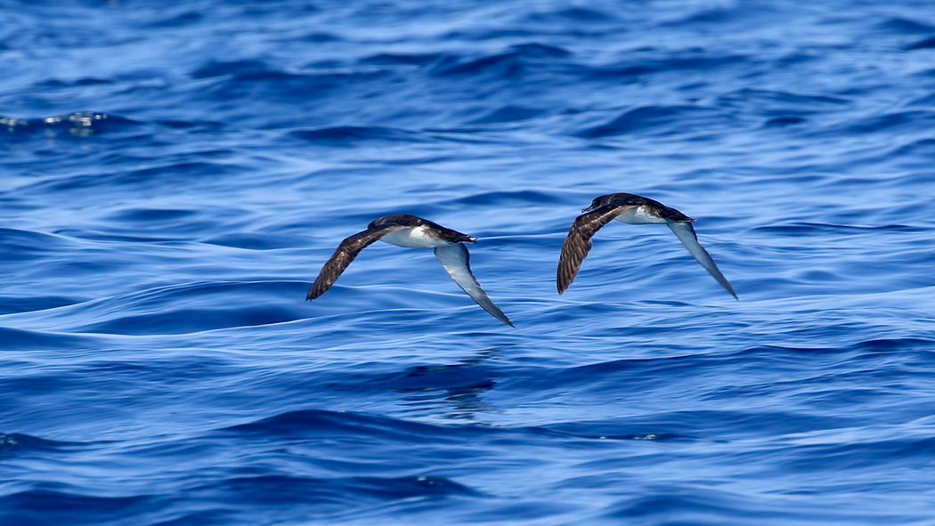 Yelkouan Shearwater