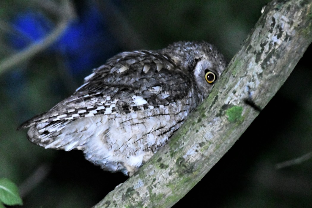 Eurasian Scops Owl