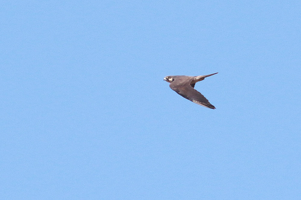 Eleonora`s Falcon