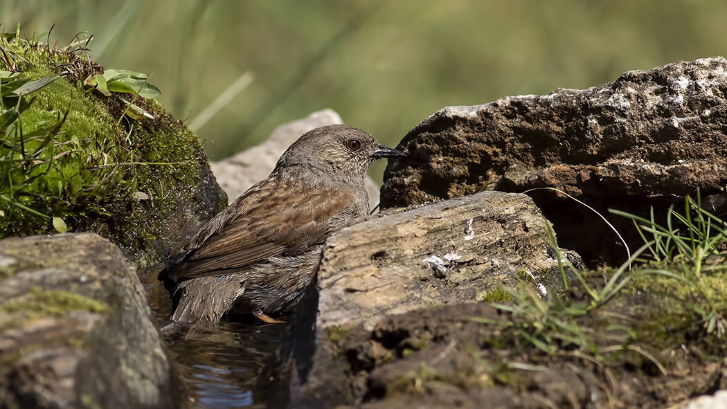 Dunnock