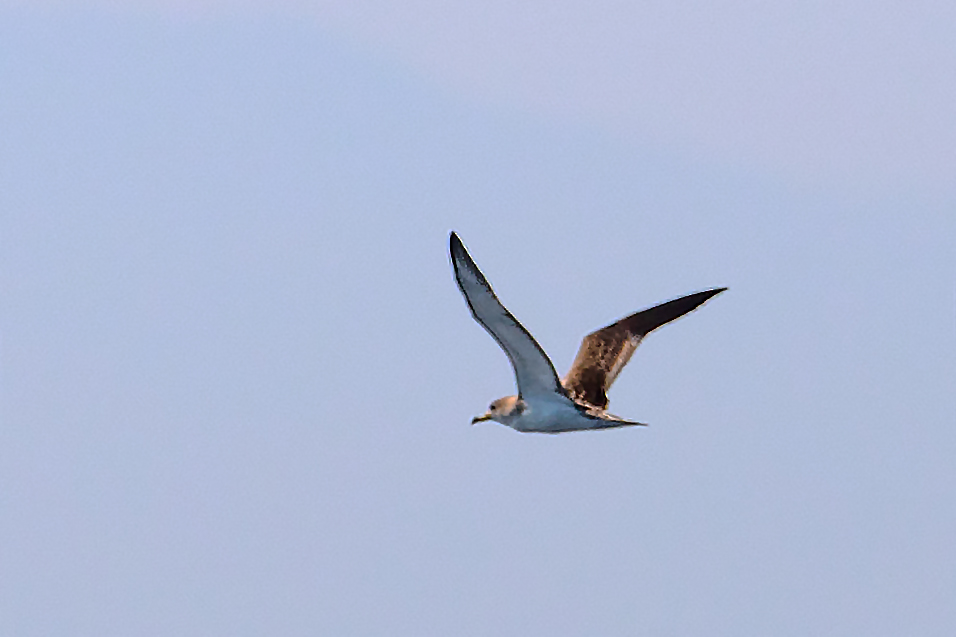 Scopoli`s Shearwater