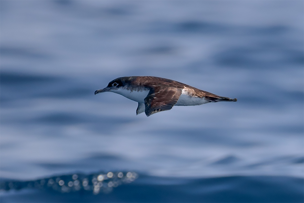 Yelkouan Shearwater