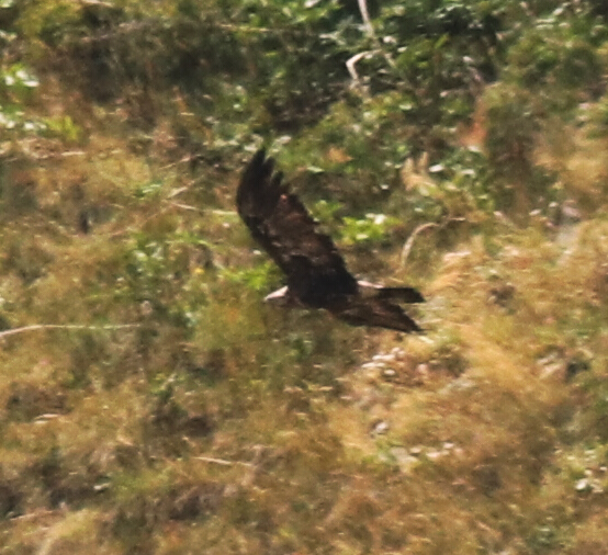 Eastern Imperial Eagle