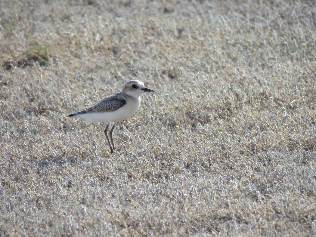 Greater Sand Plover