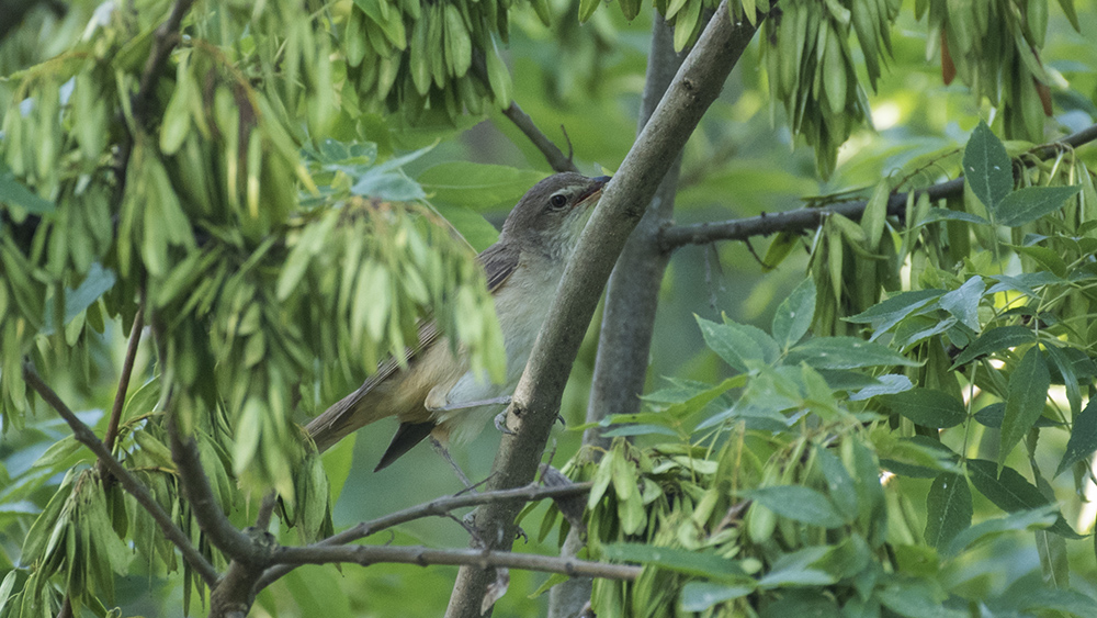 Icterine Warbler