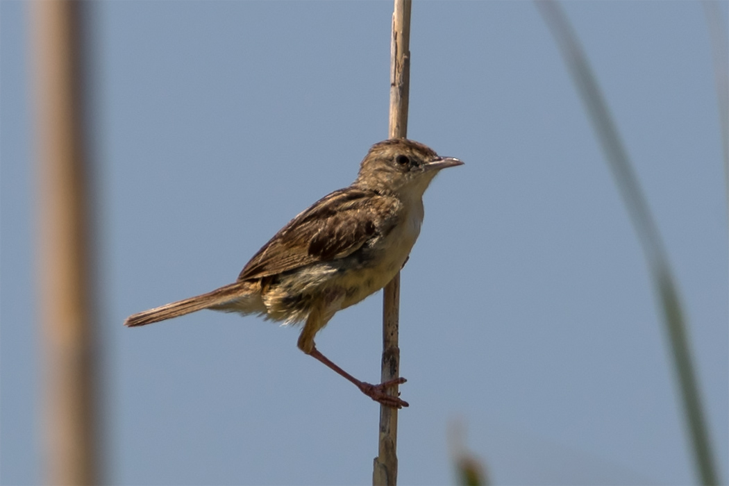 Zitting Cisticola