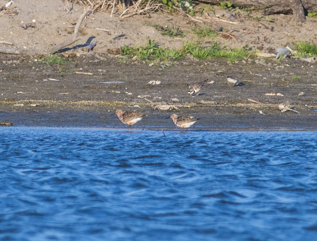 Curlew Sandpiper